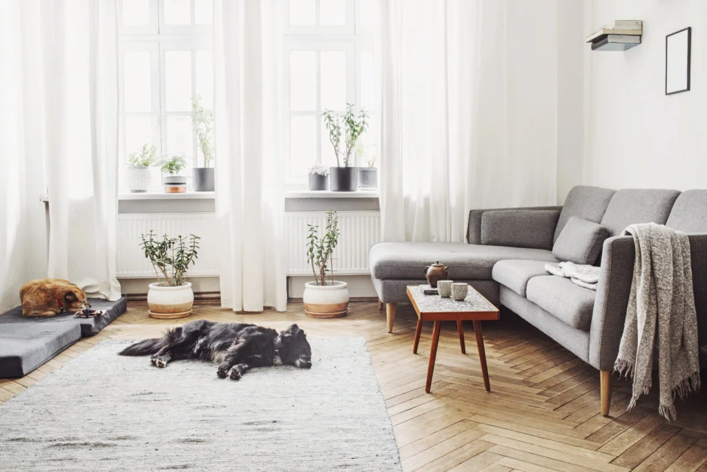 clean living room with a dog sleeping on the floor